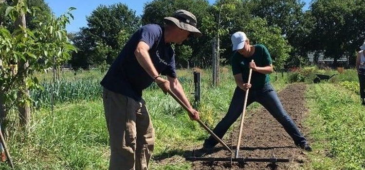 Werkende mannen in moestuin