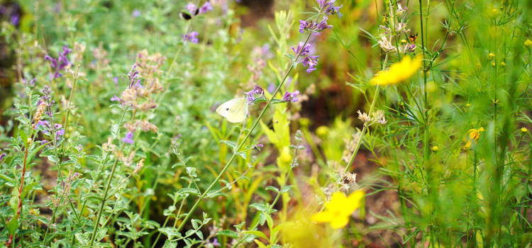 Inspiratiemiddag: wat kan een buitenruimte voor jouw organisatie betekenen?