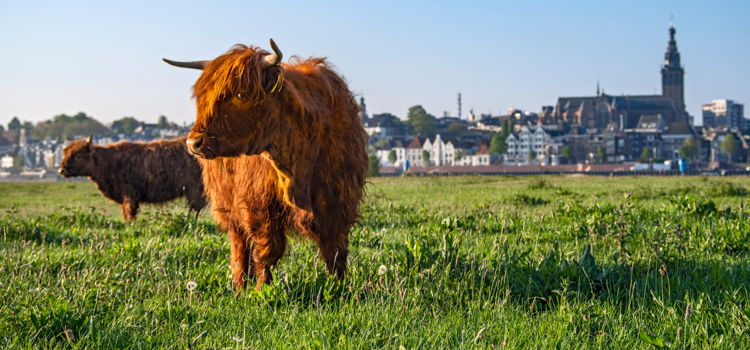 koe bij spiegelwaal