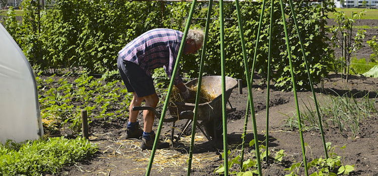 iemand in moestuin