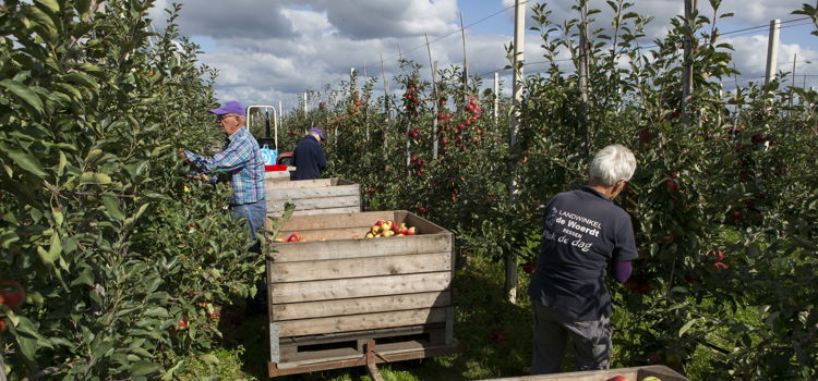 appelbomen oogsten